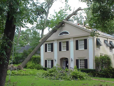 Tree Removal Experts In Raleigh North Carolina