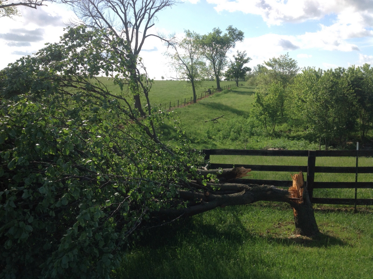 Safely Remove Trees Due To Storm Damage In Raleigh