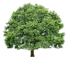 Raleigh Tree Service For All Of Your Tree Service Needs